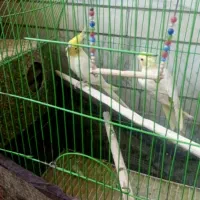 یک جفت عروس هلندی|پرنده|نرماشیر, |دیوار