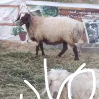 دو راس بره ماده سه قلوزا ابستن بشرط تضمینی|حیوانات مزرعه|داراب, |دیوار