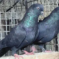 کبوتر پرشی اس|پرنده|قائم‌شهر, |دیوار