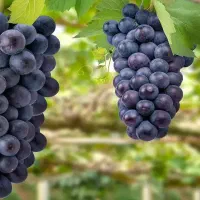 تولیدنهال انگور لابروسکا پربار و درشت