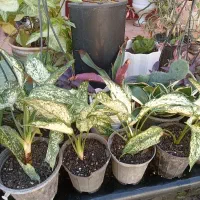 آپارتمانی اگلنمای برفی