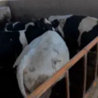 گاو نر ۱۰ عدد