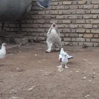 مرغ شاخدارمرغ خروس برهما|حیوانات مزرعه|انبارآلوم, |دیوار