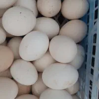 تخم مرغ نطفه دار محلی اصل روزی 30تا40عدد موجود