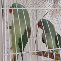 شاه طوطی(اسکندر)