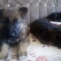 سگ ژرمن
