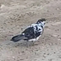 شازده سبز
