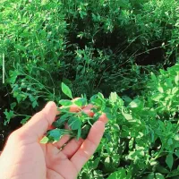 یونجه علا امسال بردوم بدون گیاه ۸تن تا۹تن