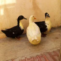 سه عدد مرغابی دانه ای 800 هزار|حیوانات مزرعه|پیرانشهر, |دیوار