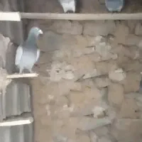 کفتر زدوخوردی