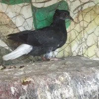 سیاه دم سفید