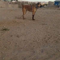 به فروش میرسد