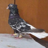 کوهی دم سفیدنرچشم نوک سفید40 سانتی کله قوچی