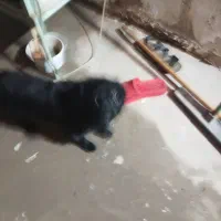 یک سگ اشمتز که عکس هایش وجود دارد