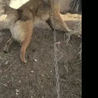 سگ گمشده|سگ|سنقر, |دیوار