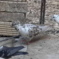 گرگی