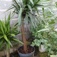 گل یوکا بنسای شده