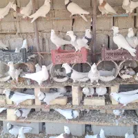 کبوتر طوقی|پرنده|هندیجان, |دیوار