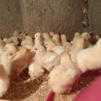 جوجه گوشتی یه هفته ای