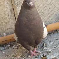 کبوتر سینه پاک