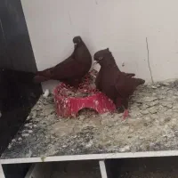 نرماده سرخ ۵ تومن نروماده کله زرد ۲نیم