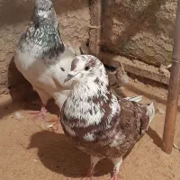 کبوتر رنگی|پرنده|رشت, حومه رشت|دیوار