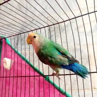 قناری طوطی کوتوله