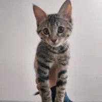 گربه