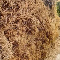 فروش بیده یونجه ابی