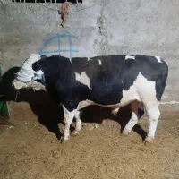 سوپر گوشت عارف