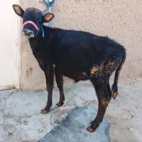 گاو|حیوانات مزرعه|کلیائی, |دیوار