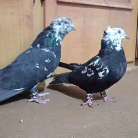 یک جفت کله سفید