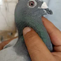 کبوتر سبز و اردن نر دو تا نر ساده افشون  مست|پرنده|زاهدان, |دیوار