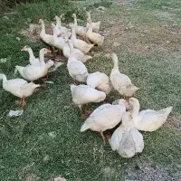 جوجه غاز 4ماه