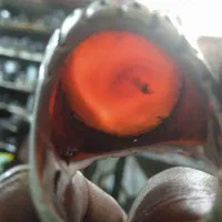 فروش انگشتر|بدلیجات|یزد, |دیوار