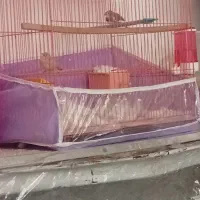 یک جفت فنج