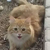 گربه گم شده