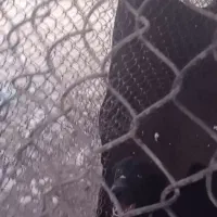 نگهبان جوون