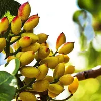 فروش نهال پسته احمد آقایی دوساله و گلدانی|خدمات باغبانی و درختکاری|سیرجان, |دیوار