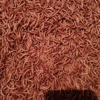 کرم میلورم خشک