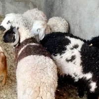 بره نره شیر پر