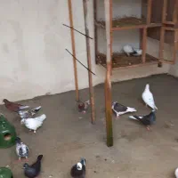 فروش چندین جفت کبوتر...|پرنده|نشتارود, |دیوار