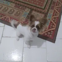 سگ شیتزو کراس