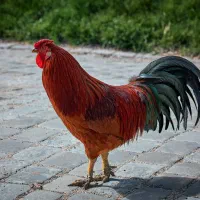 فروش مرغ و خروس