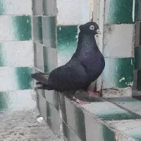 جفت آبادانی|پرنده|ایذه, |دیوار