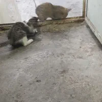 گربه واگزاری رایگان