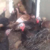 تعداد بوقلمون جوان نره و ماده چاق برای شب چله