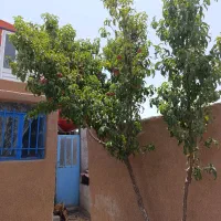 نهال چهار ساله|گل و گیاه طبیعی|رباط‌کریم, حصار مهتر|دیوار