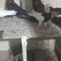 ۱۰۰