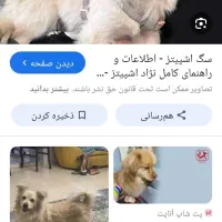 سگ گمشده در دانشسرا